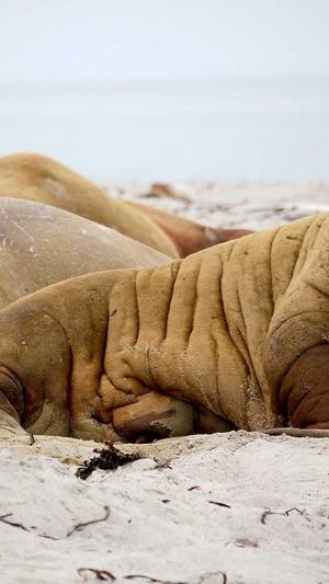 seo查询和工具截图2