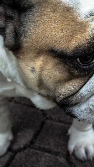 seo网站优化软件截图2