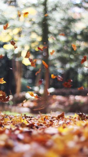 seo排名推广工具发帖截图4