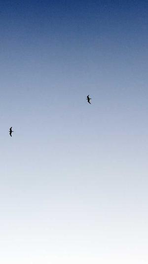 重庆网站seo推广截图3