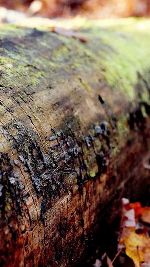 成都seo推广截图4