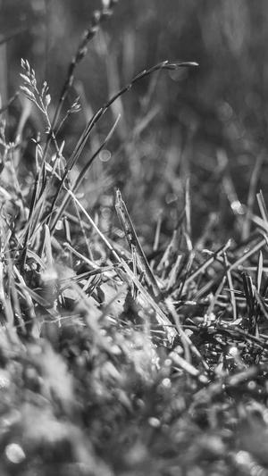 泛目录解析站群视频站截图4