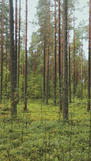 泛域名泛目录截图3