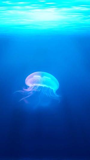 重庆网站seo推广截图1