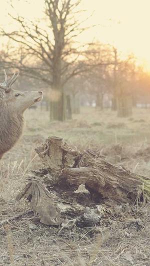 seo泛目录程序截图1