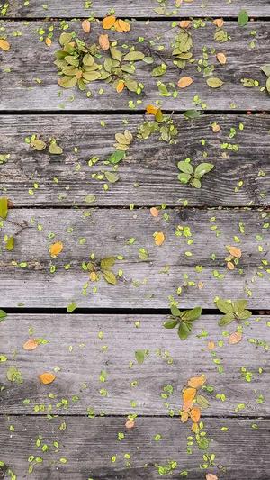 seo推广蜘蛛池截图1