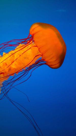 放蜘蛛池链接多久收录截图3